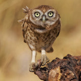 Little Owl Poster och Canvastavla