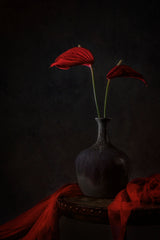 Tropical Anthurium Poster och Canvastavla