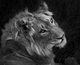 Black and White Lion Portrait Poster och Canvastavla