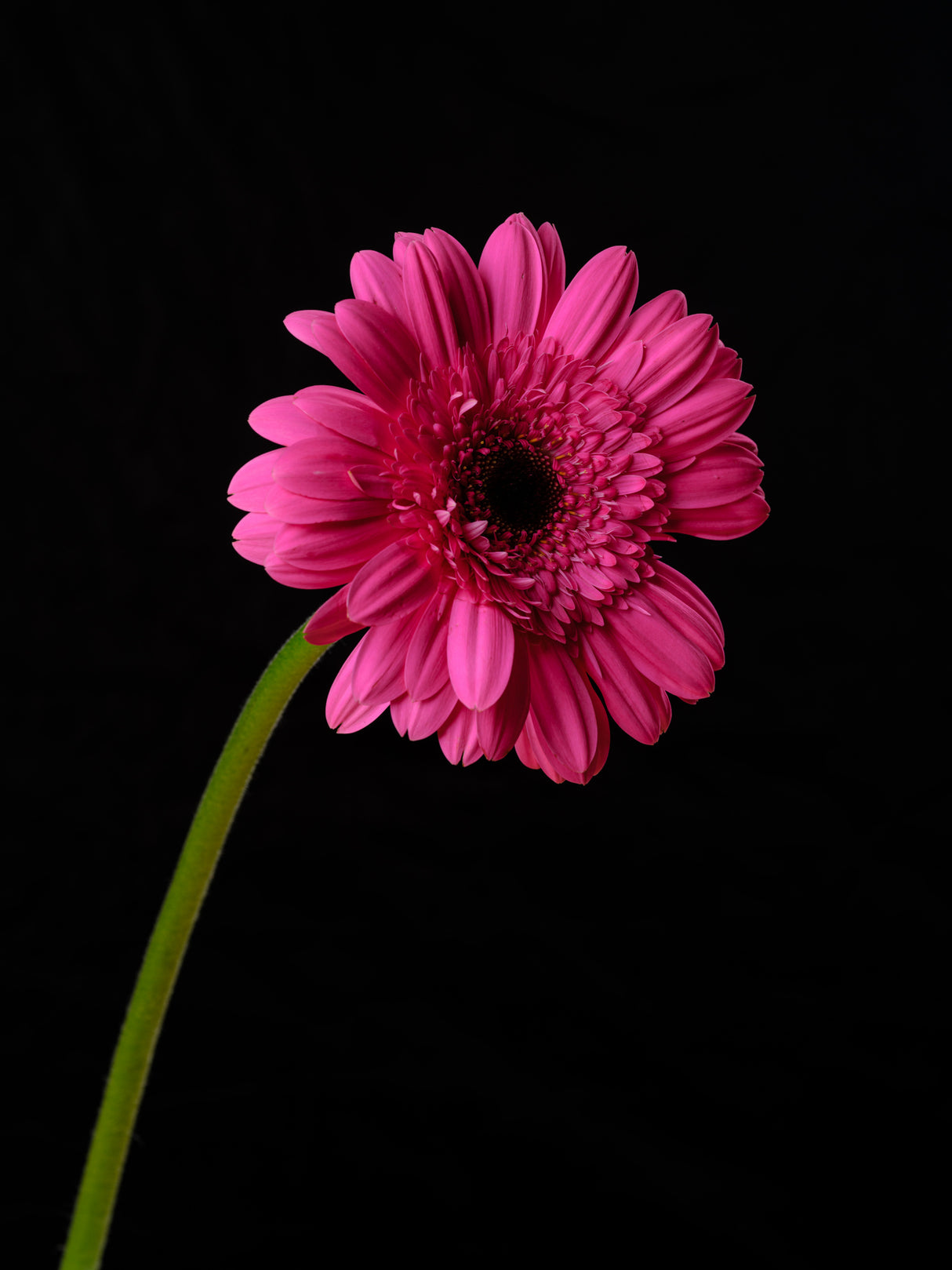 Beautiful flower Poster och Canvastavla