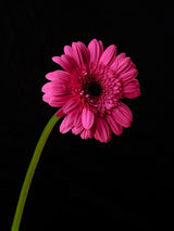 Beautiful flower Poster och Canvastavla