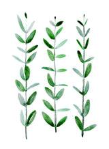 Watercolor eucalyptus parvifolia Poster och Canvastavla