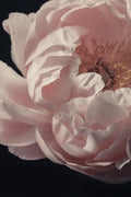 Coral Peony Flower Closeup Poster och Canvastavla