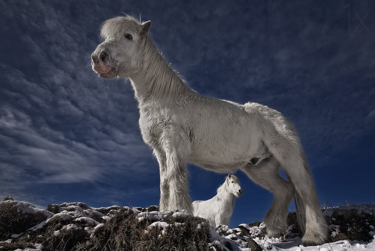 Partners II Poster och Canvastavla