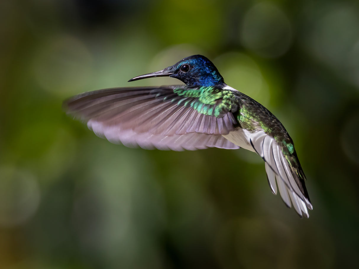 White-necked Jacobin Poster och Canvastavla