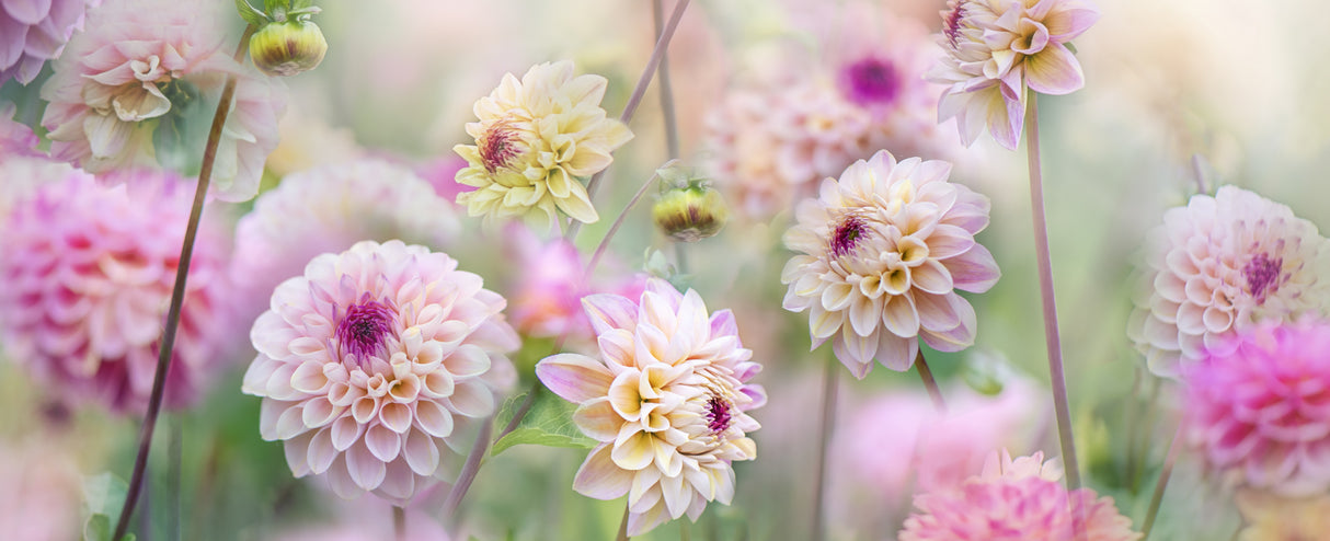 Dahlia Field Poster och Canvastavla