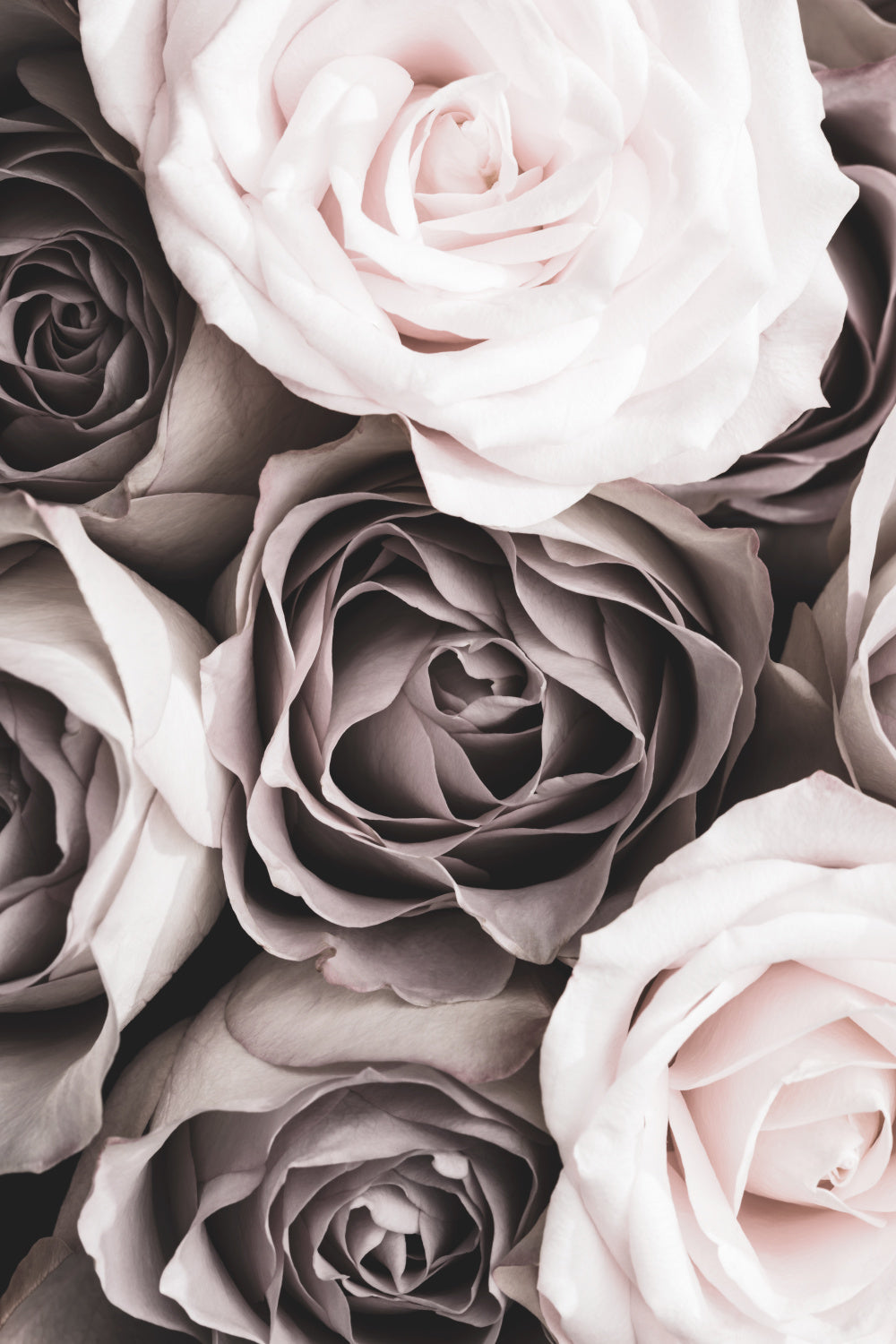 Roses Poster och Canvastavla