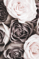 Roses Poster och Canvastavla