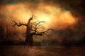 The mighty Baobab... Poster och Canvastavla
