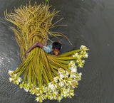 Water Lily collection Poster och Canvastavla