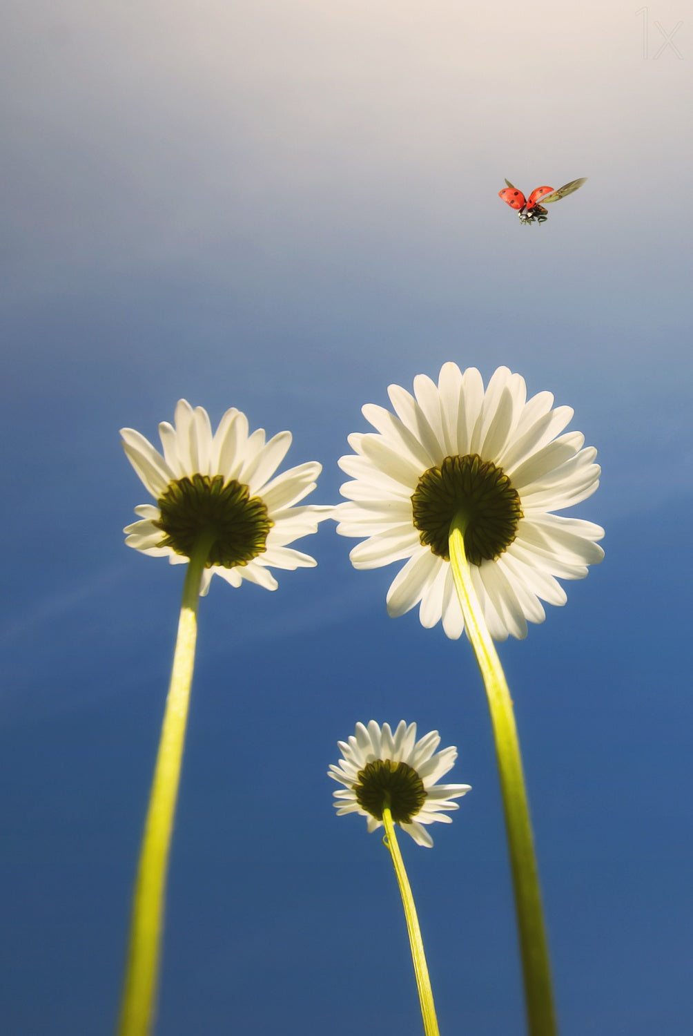 Ladybug Poster och Canvastavla