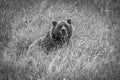 Bear in woods Poster och Canvastavla