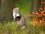 European pine marten Poster och Canvastavla