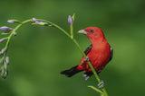 Scarlet Tanager Poster och Canvastavla