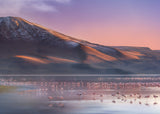 Laguna Colorada Morning Poster och Canvastavla