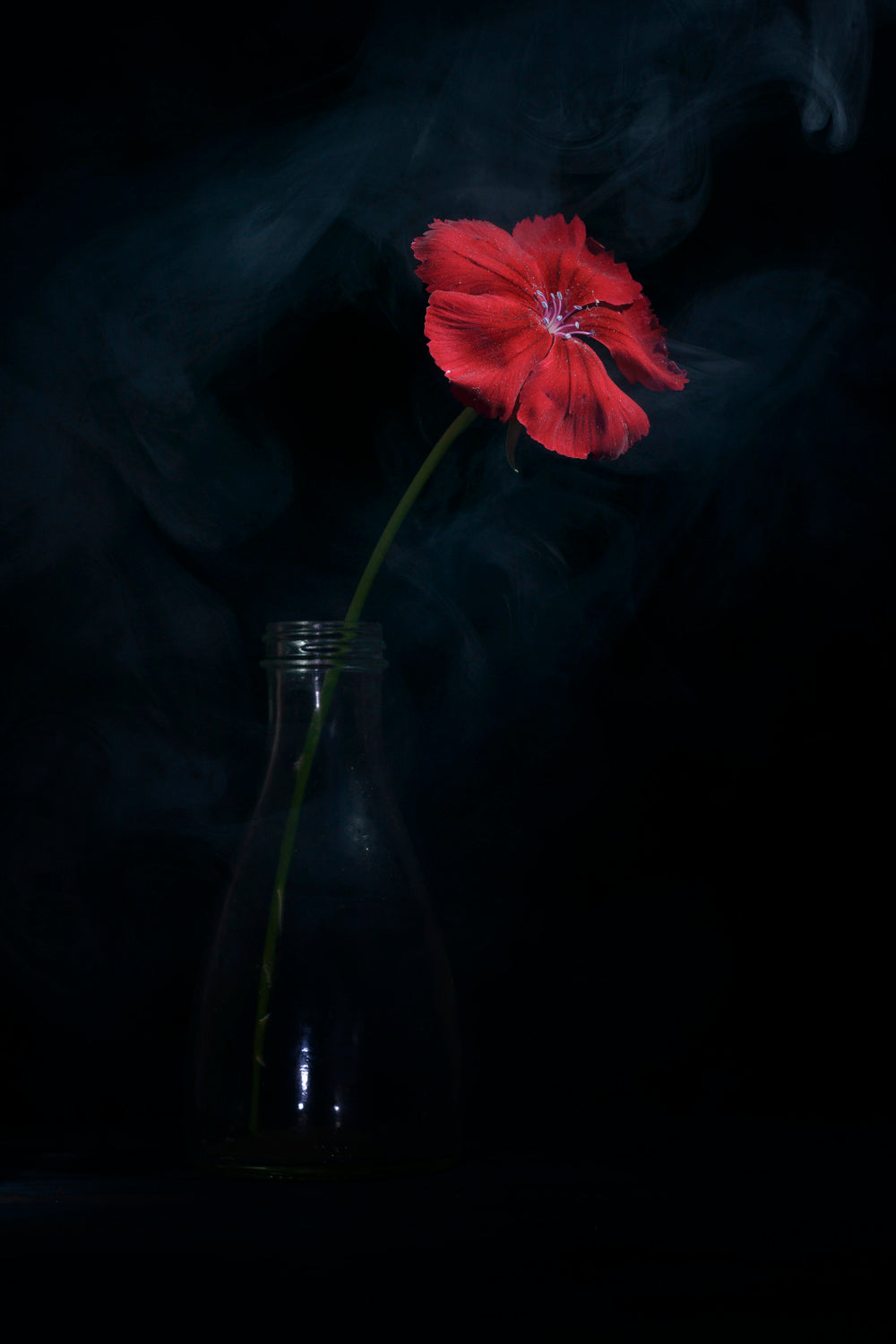 Flowers №2 Poster och Canvastavla