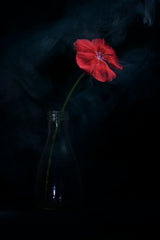 Flowers №2 Poster och Canvastavla