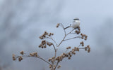 Great grey shrike Poster och Canvastavla