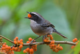 Grey Bushchat Poster och Canvastavla