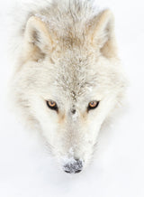 Arctic Wolf Closeup Poster och Canvastavla