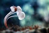 Snail and Mushrooms Poster och Canvastavla