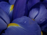 Irises Poster och Canvastavla