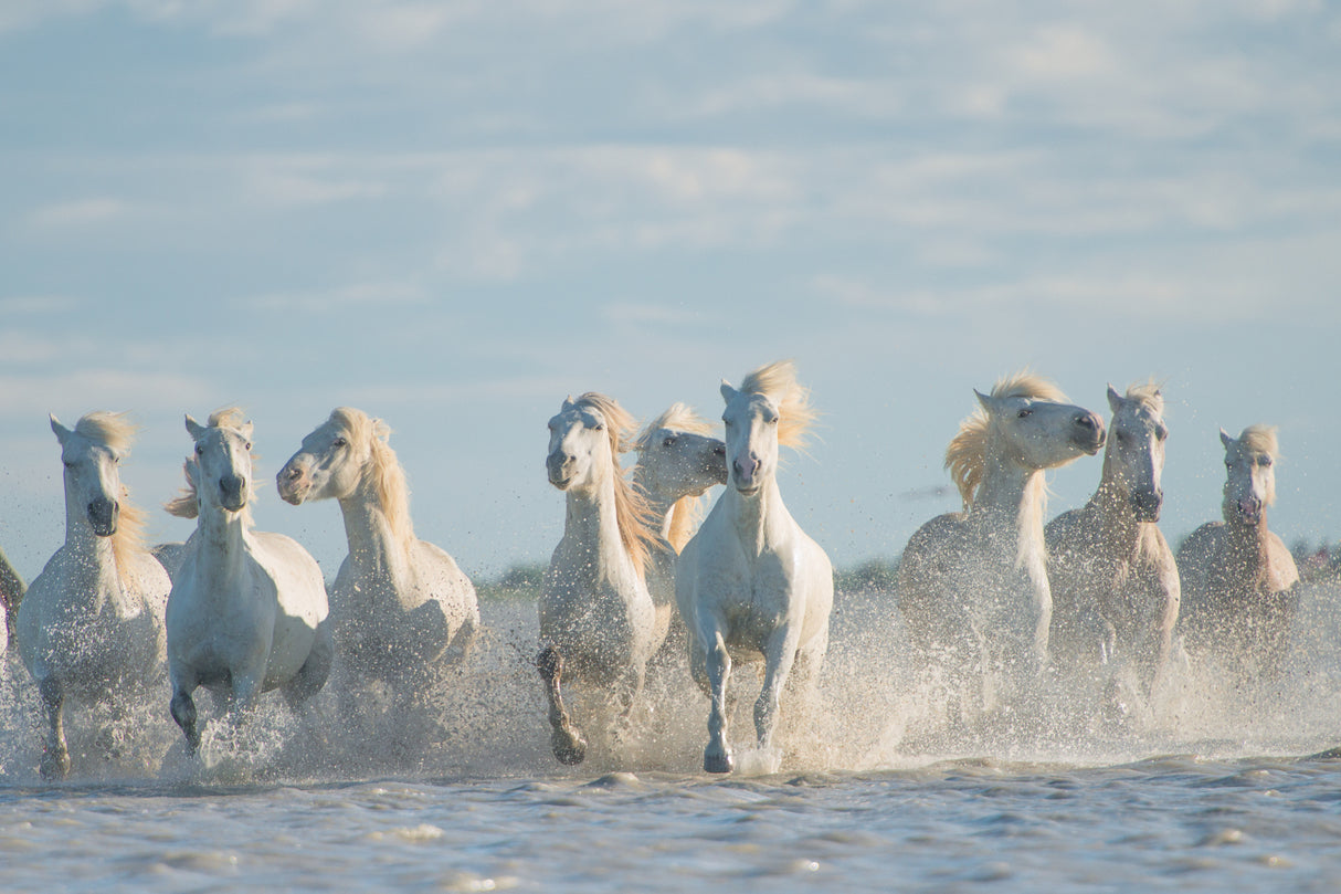 Angels of Camargue Poster och Canvastavla