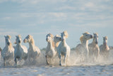 Angels of Camargue Poster och Canvastavla