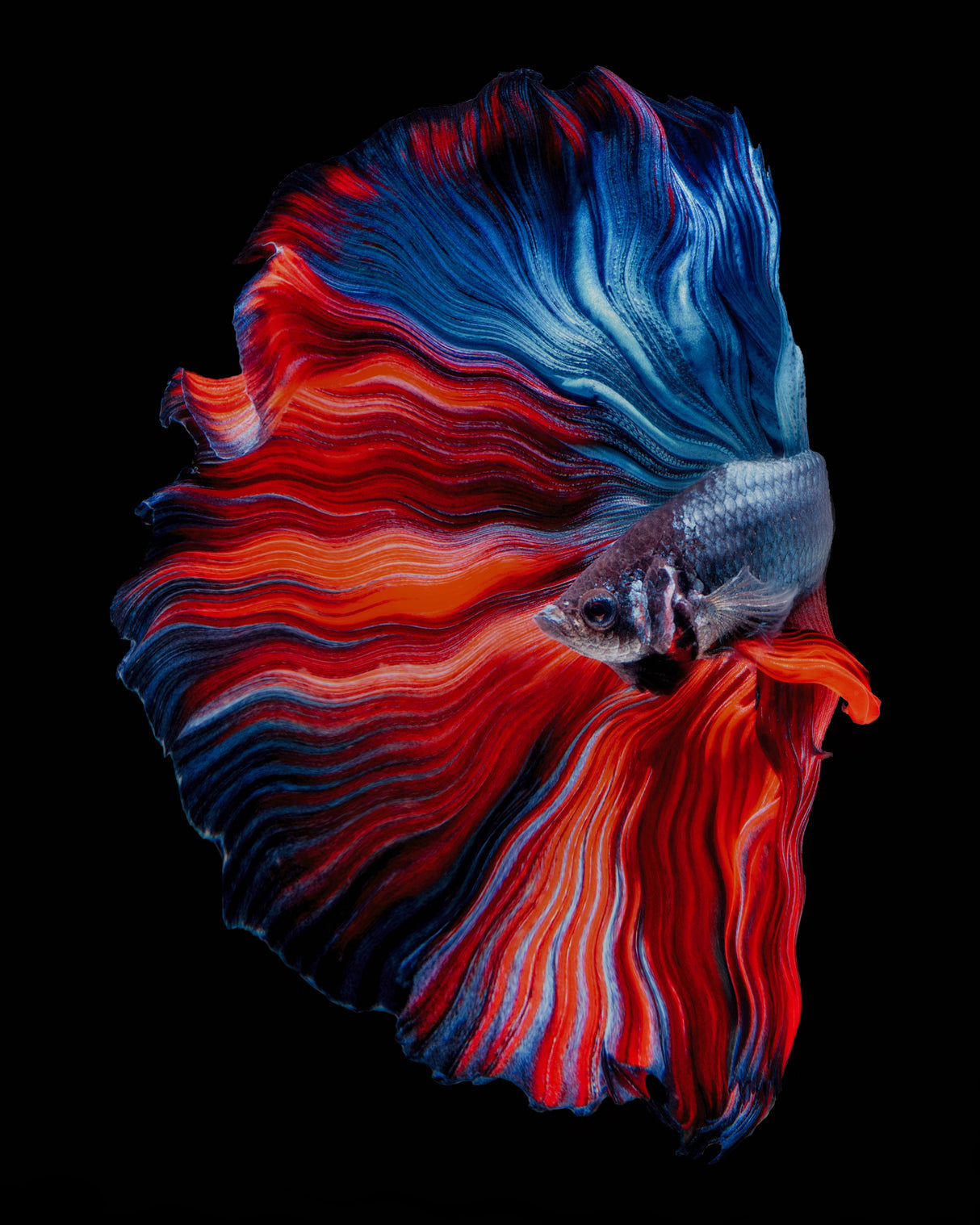 FLOATING Poster och Canvastavla
