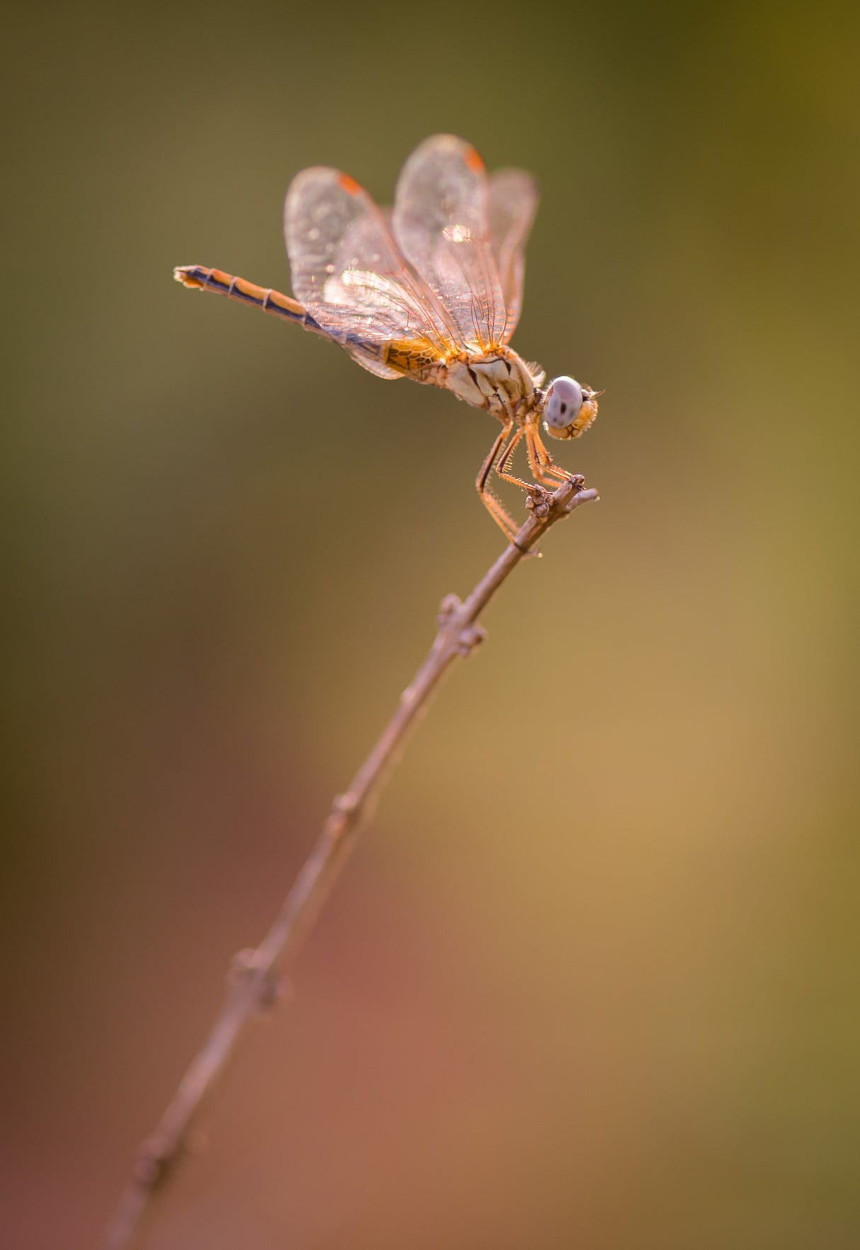 Dragonfly Poster och Canvastavla