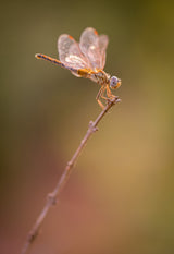 Dragonfly Poster och Canvastavla