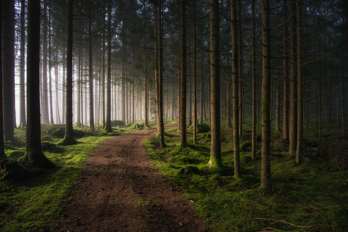 The forest Poster och Canvastavla