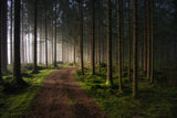 The forest Poster och Canvastavla