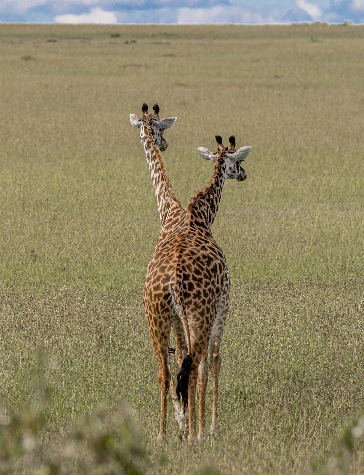 Crossbreeding of giraffes Poster och Canvastavla