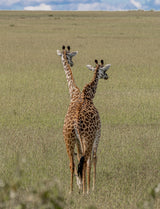 Crossbreeding of giraffes Poster och Canvastavla
