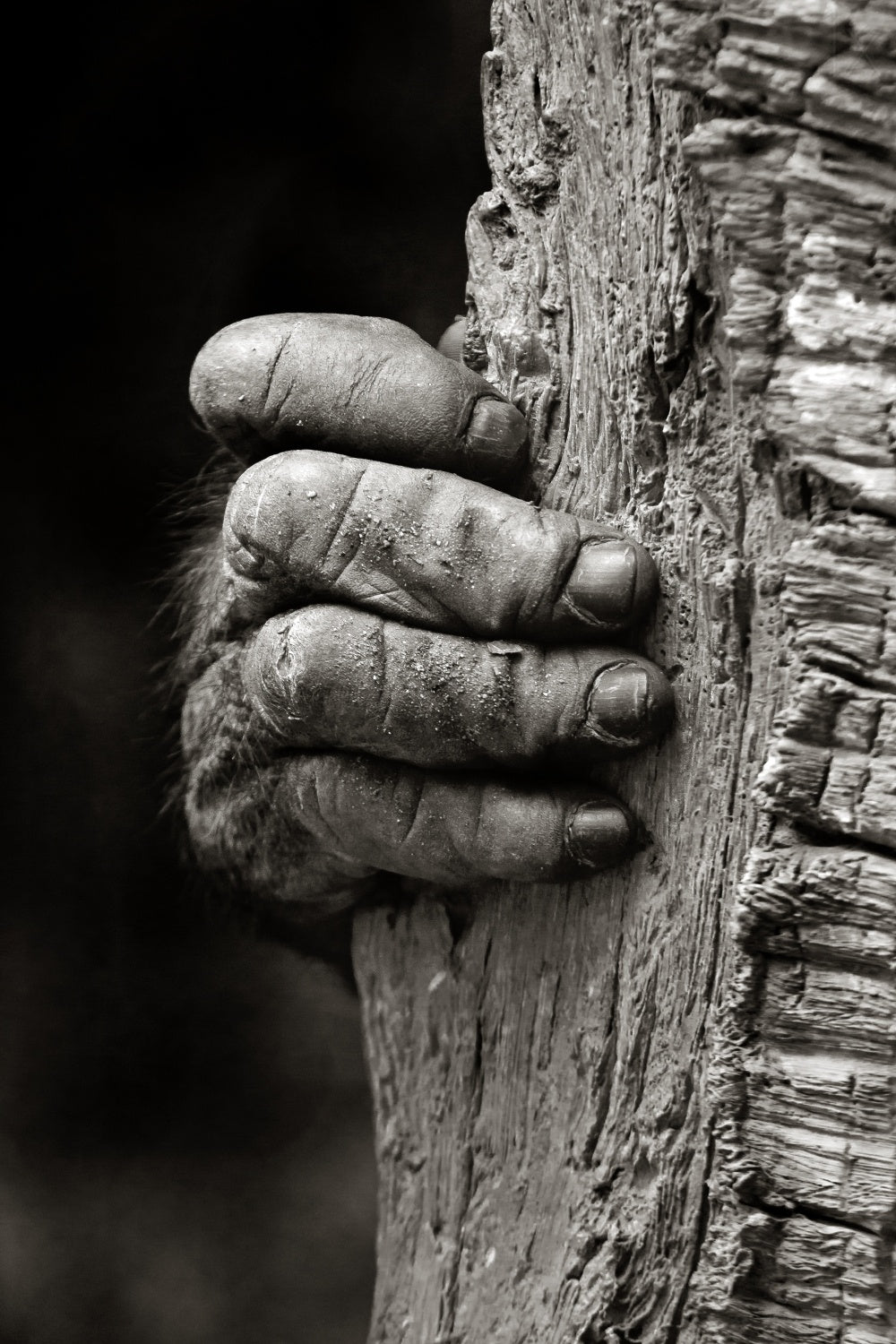 The Hand Poster och Canvastavla