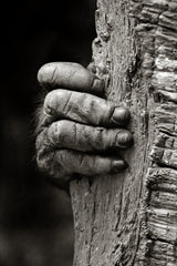The Hand Poster och Canvastavla