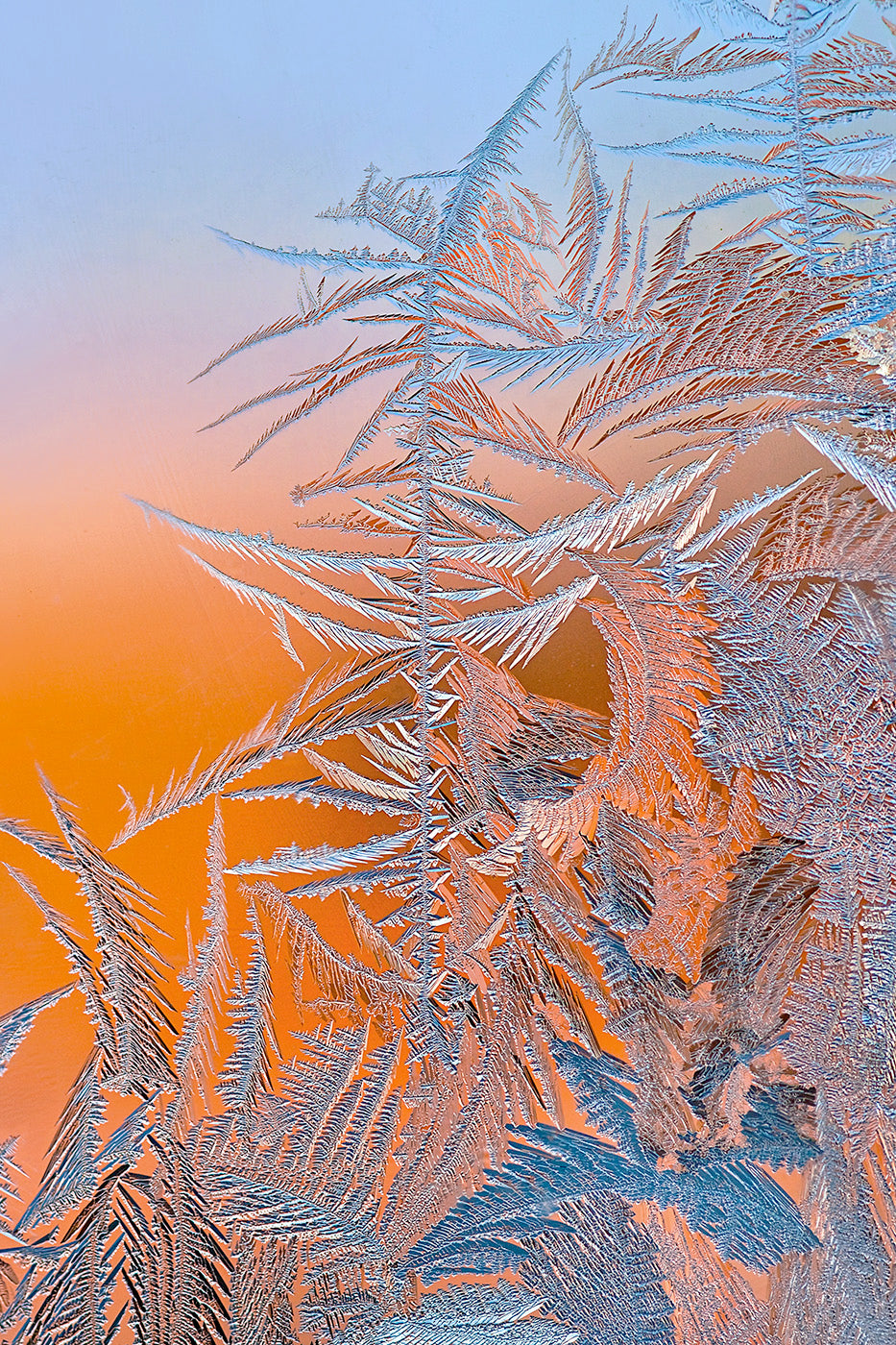 Ice flower Poster och Canvastavla