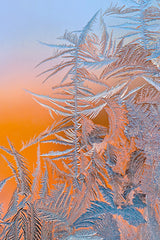 Ice flower Poster och Canvastavla