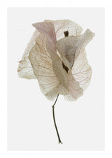 Bougainvillea Study No1 Poster och Canvastavla