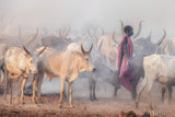 Mundari herder and the herd Poster och Canvastavla