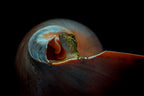 The Snail Home Poster och Canvastavla