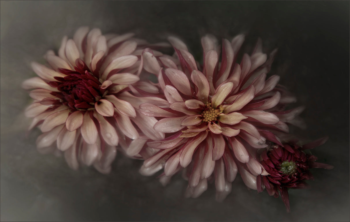 Dahlia family Poster och Canvastavla
