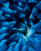Blue chrysanthemum Poster och Canvastavla