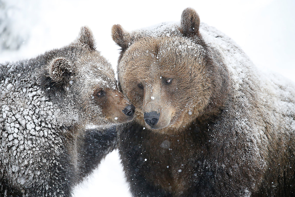 mom and cub Poster och Canvastavla