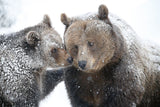 mom and cub Poster och Canvastavla