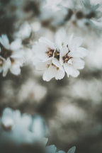 Almond Blossoms Poster och Canvastavla