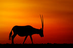 Arabian Oryx Poster och Canvastavla