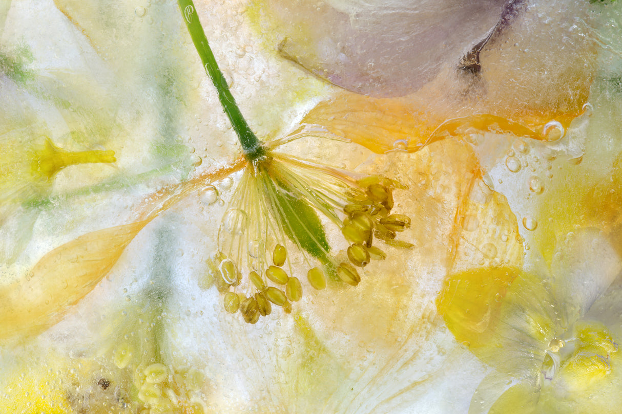 Papaver Ice Poster och Canvastavla
