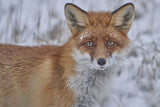 Red Fox. Poster och Canvastavla